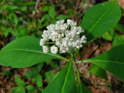 Asclepias variegata, photographed by Samuel A Schmid, PhD, PWS
