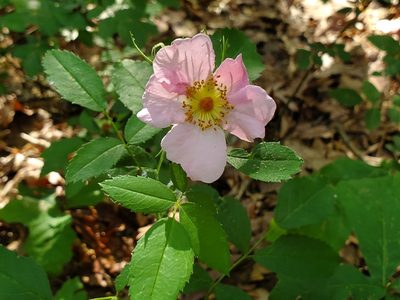 Rosa carolina, photographed by Samuel A Schmid, PhD, PWS