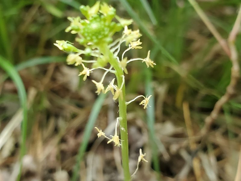 Malaxis unifolia, photographed by Samuel A Schmid, PhD, PWS