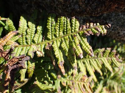 Polypodium glycyrrhiza, photographed by Shane Johnson