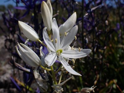Camassia leichtlinii, photographed by Shane Johnson
