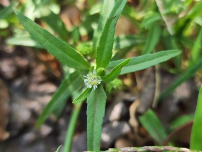 Eclipta prostrata, photographed by Tyler Bishop