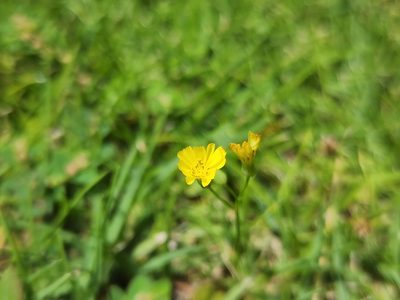 Youngia japonica, photographed by Tyler Bishop