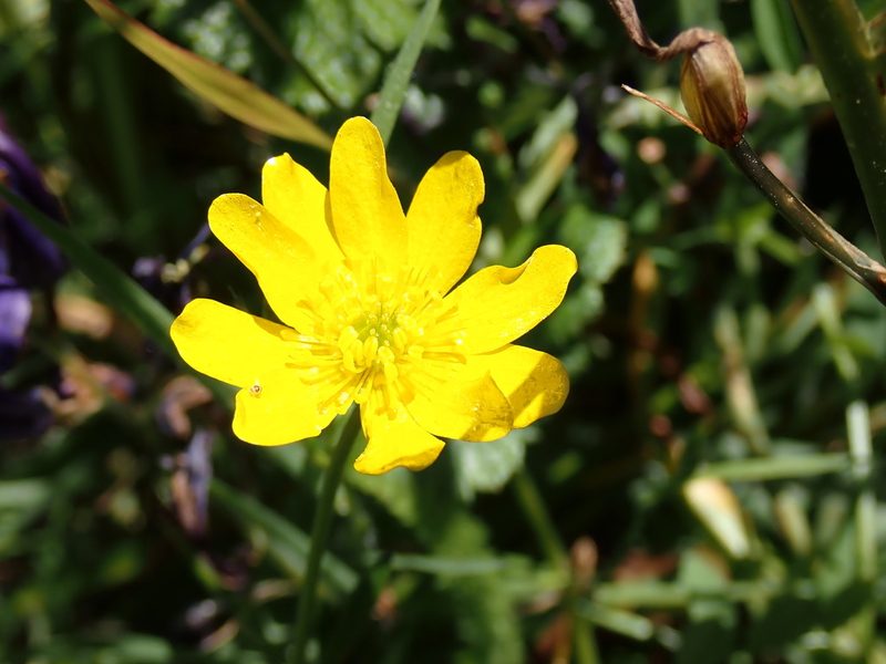 Ranunculus californicus, photographed by Shane Johnson