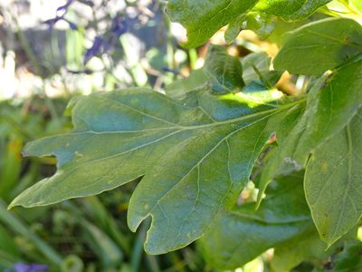 Quercus garryana, photographed by Shane Johnson