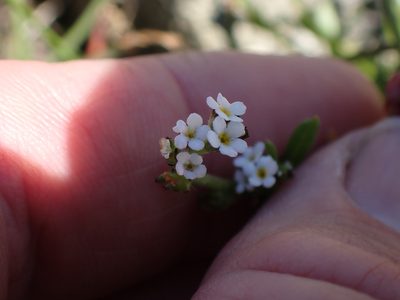 Plagiobothrys scouleri, photographed by Shane Johnson