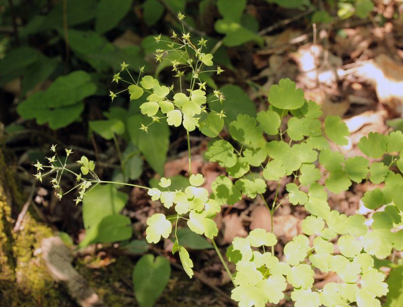 Thalictrum dioicum, photographed by Trix Niernberger