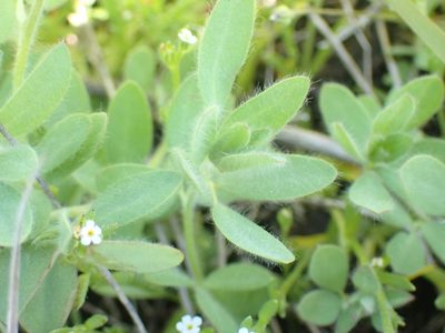Acmispon americanus, photographed by Shane Johnson