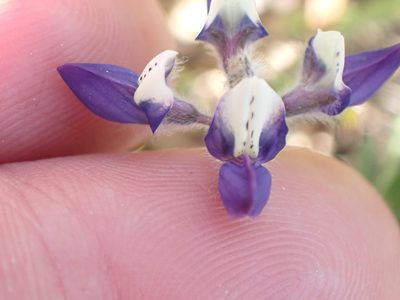 Lupinus bicolor, photographed by Shane Johnson
