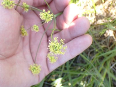 Lomatium nudicaule, photographed by Shane Johnson