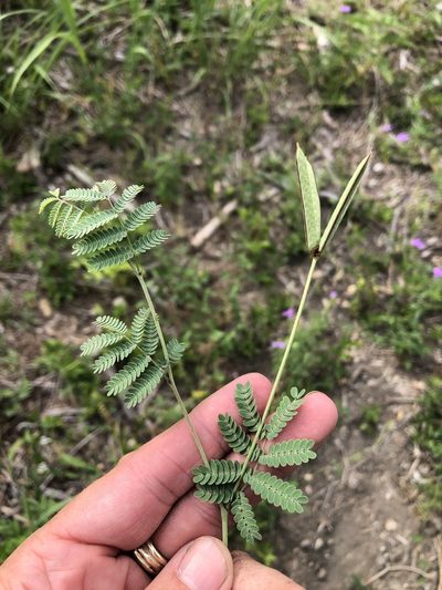 Desmanthus reticulatus, photographed by Sam Kieschnick