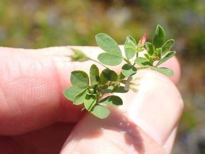 Acmispon parviflorus, photographed by Shane Johnson