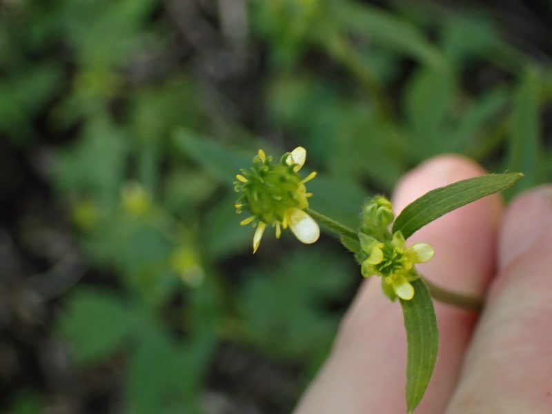 Ranunculus uncinatus, photographed by Shane Johnson