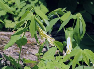Uvularia grandiflora, photographed by Trix Niernberger