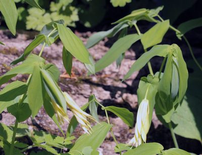 Uvularia grandiflora, photographed by Trix Niernberger