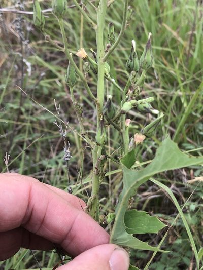 Lactuca ludoviciana, photographed by Sam Kieschnick