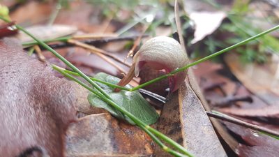 Corybas aconitiflorus, photographed by Sofia Zvolanek