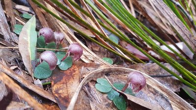 Corybas aconitiflorus, photographed by Sofia Zvolanek