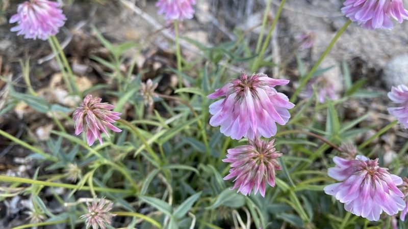 Trifolium dedeckerae, photographed by Brendan Black