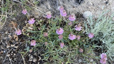 Trifolium dedeckerae, photographed by Brendan Black