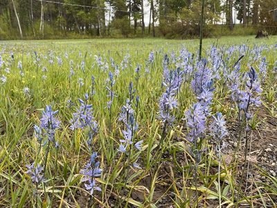 Camassia quamash, photographed by John Leszczynski