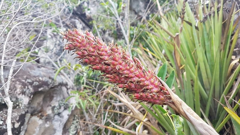 Aechmea distichantha, photographed by Celso Henrique Varela Rios