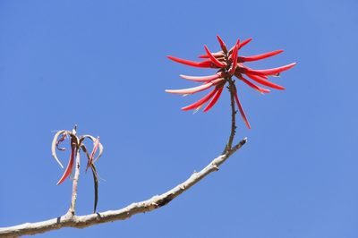 Erythrina americana, photographed by adel-fridus
