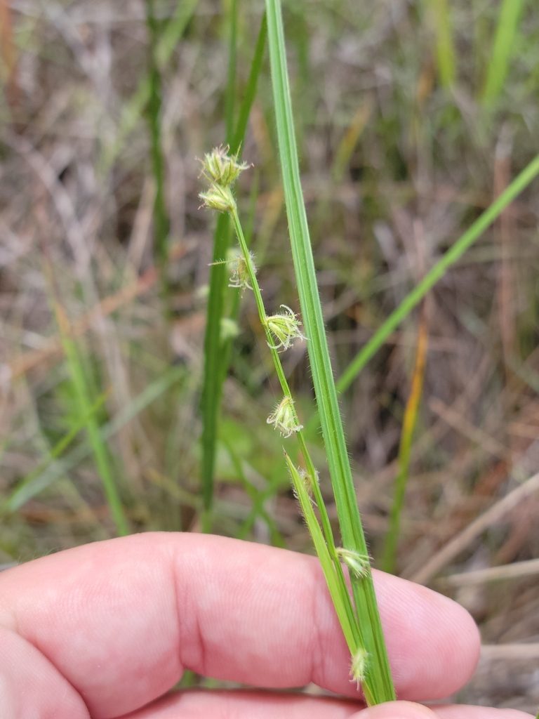Scleria distans, photographed by Jay Horn