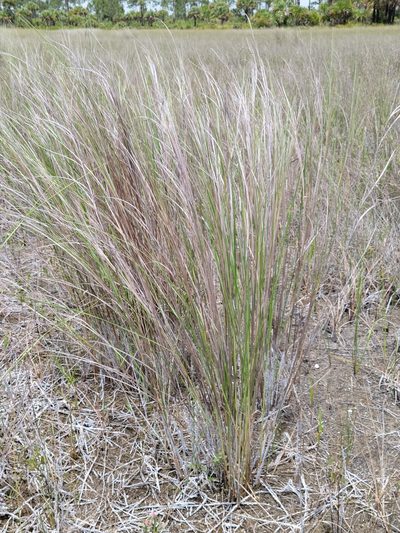 Sporobolus bakeri, photographed by Jay Horn