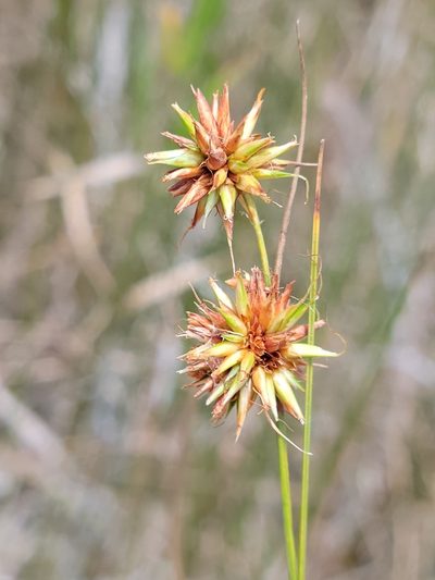 Rhynchospora tracyi, photographed by Jay Horn