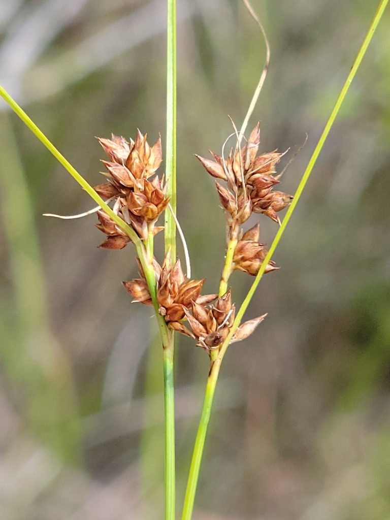 Rhynchospora plumosa, photographed by Jay Horn