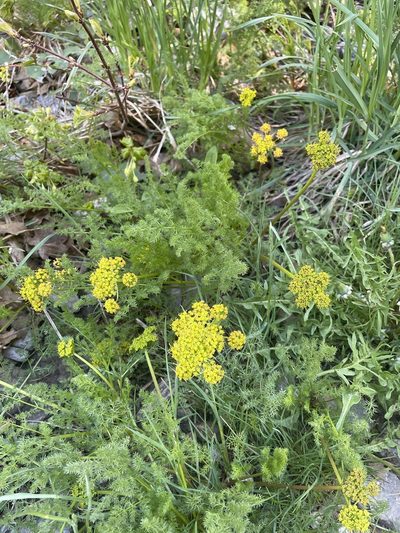 Lomatium grayi, photographed by crothfels