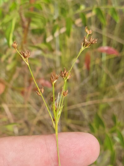 Rhynchospora recognita, photographed by Jay Horn