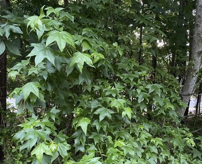 Liquidambar styraciflua, photographed by Lexi Amico