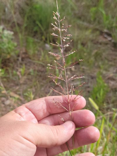 Sporobolus junceus, photographed by Jay Horn