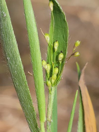 Dichanthelium commonsianum, photographed by Jay Horn