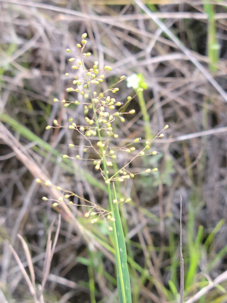 Dichanthelium caerulescens, photographed by Jay Horn
