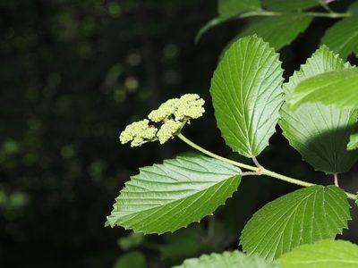 Viburnum dentatum, photographed by Jeff Clark