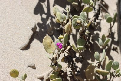 Abronia maritima