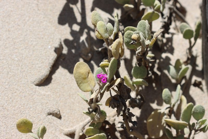 Abronia maritima, photographed by Sarah Zukoff