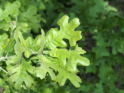 Quercus stellata, photographed by Jeff Clark