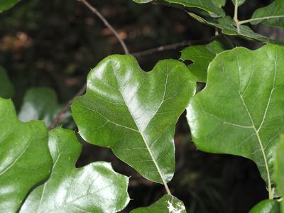 Quercus marilandica, photographed by Jeff Clark