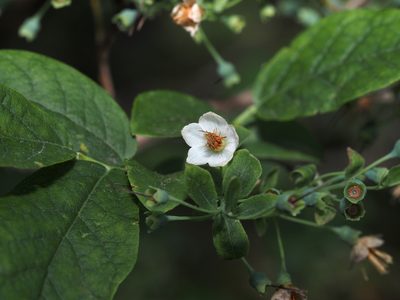 Vaccinium stamineum, photographed by Jeff Clark