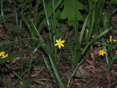 Hypoxis hirsuta, photographed by Jeff Clark