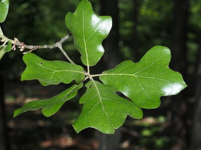 Quercus marilandica, photographed by Jeff Clark