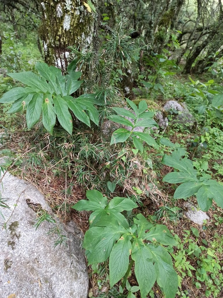 Gorgonidium vermicidum, photographed by Gonzalo Martinez