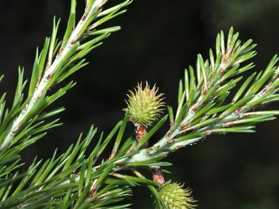 Pinus virginiana, photographed by Jeff Clark