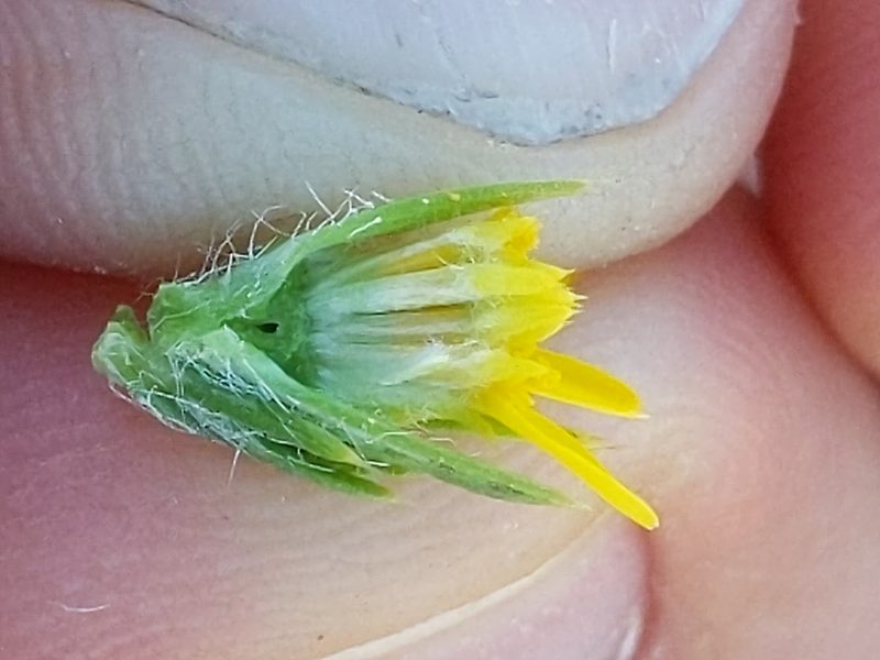 Centromadia pungens, photographed by Ken-ichi Ueda
