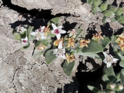 Cressa truxillensis