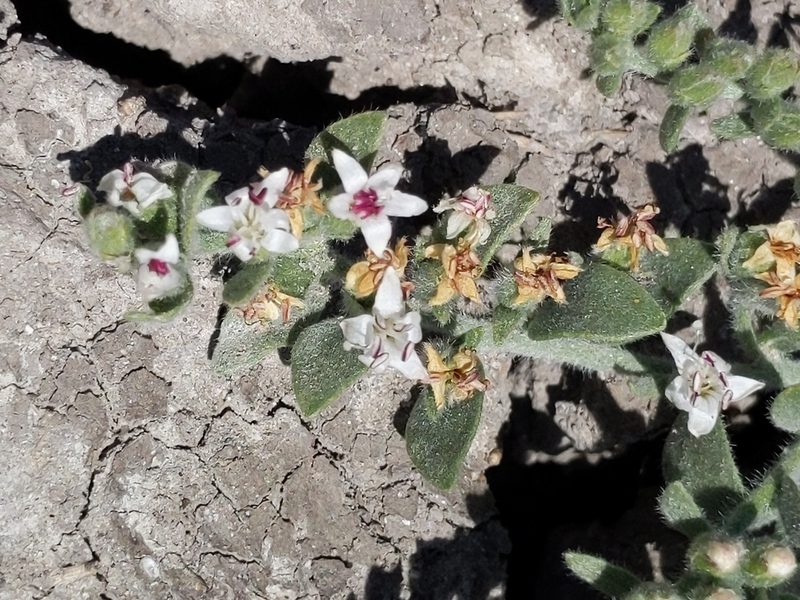 Cressa truxillensis, photographed by Ken-ichi Ueda